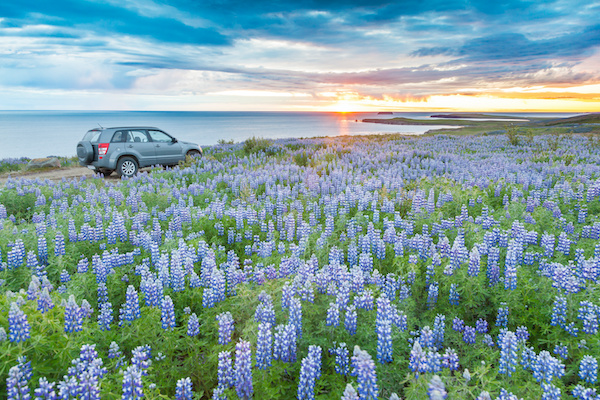 Car in Field